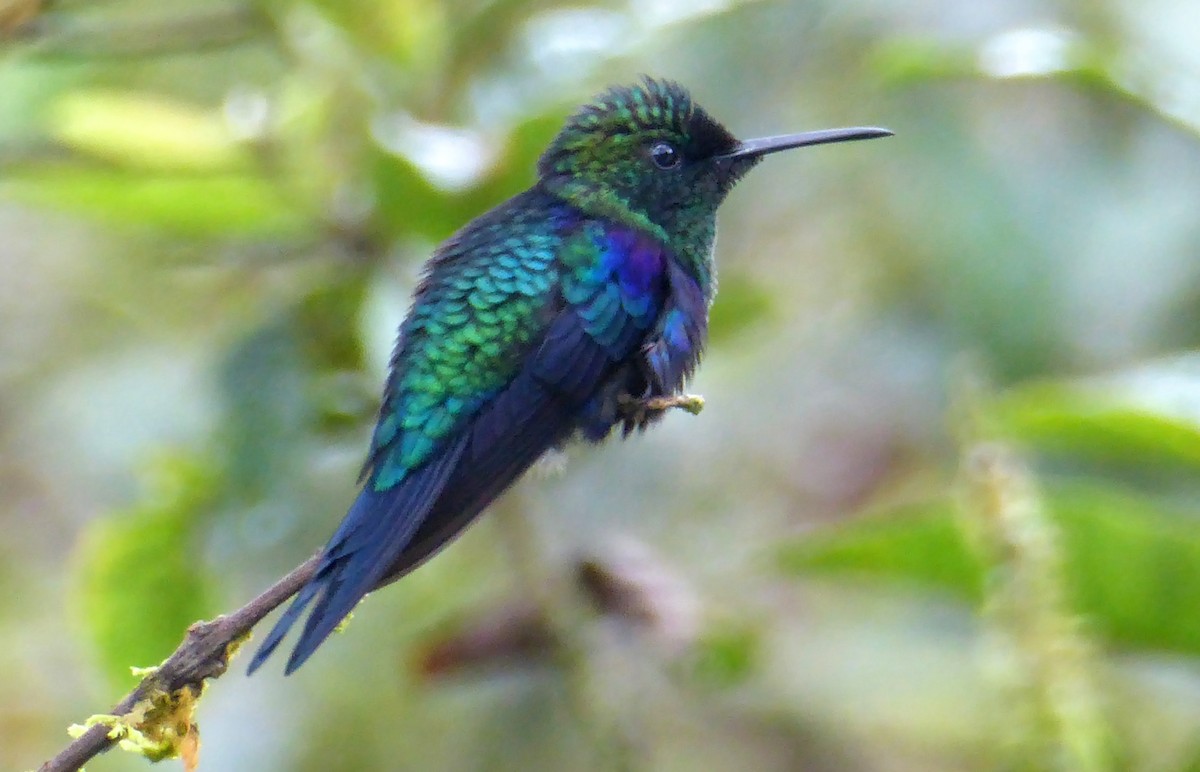 kolibřík vidloocasý - ML240173831