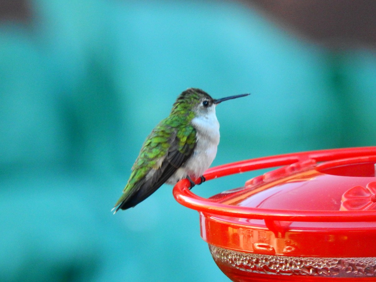 Ruby-throated Hummingbird - ML240175301