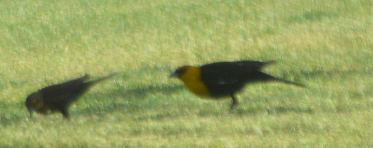Yellow-headed Blackbird - ML240185371