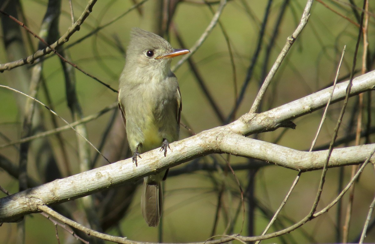 Greater Pewee - ML24018901