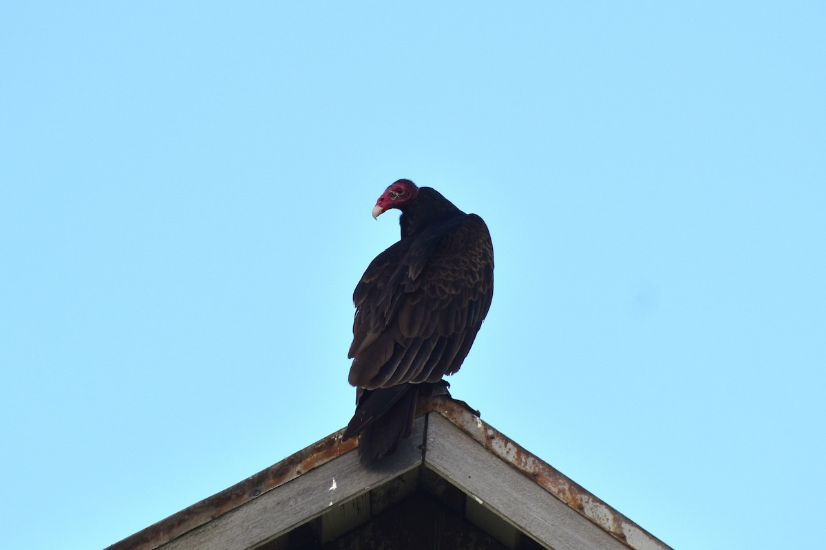 Turkey Vulture - ML240189231