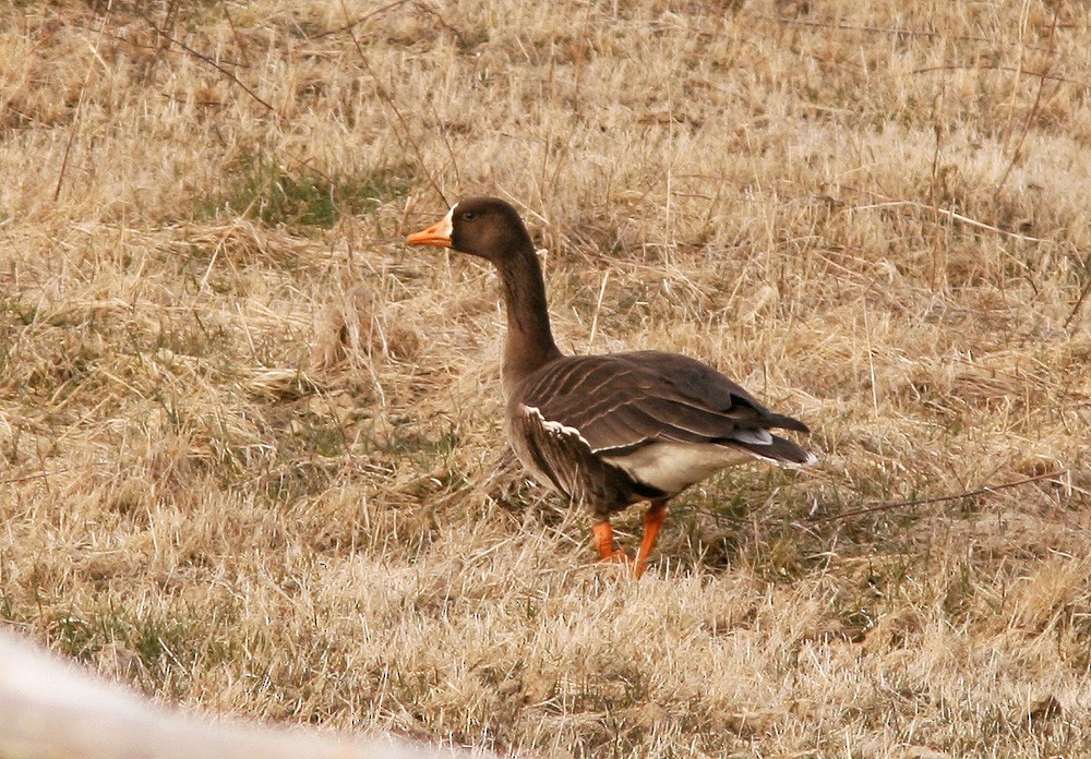 Greater White-fronted Goose - Jared Clarke