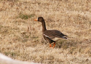 Greater White-fronted Goose, ML24018931