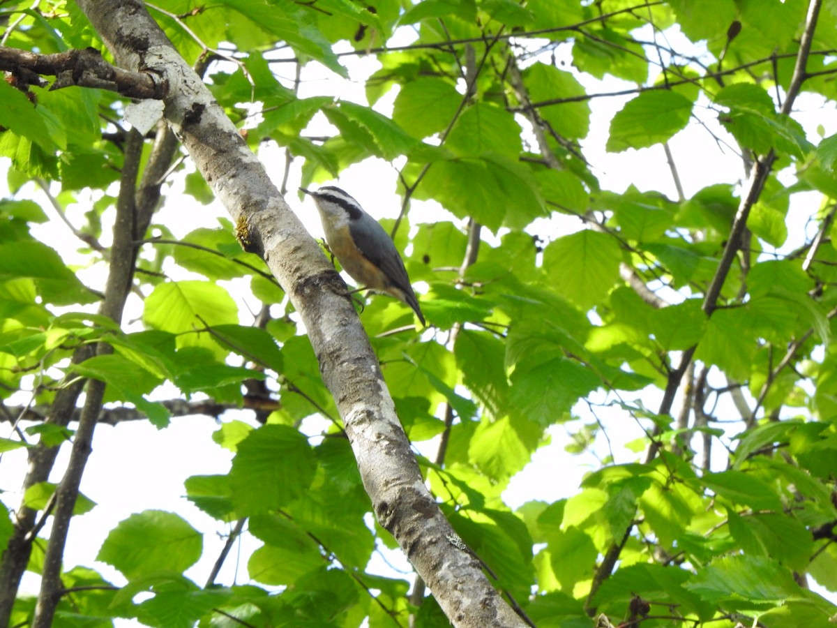 Red-breasted Nuthatch - ML240192891