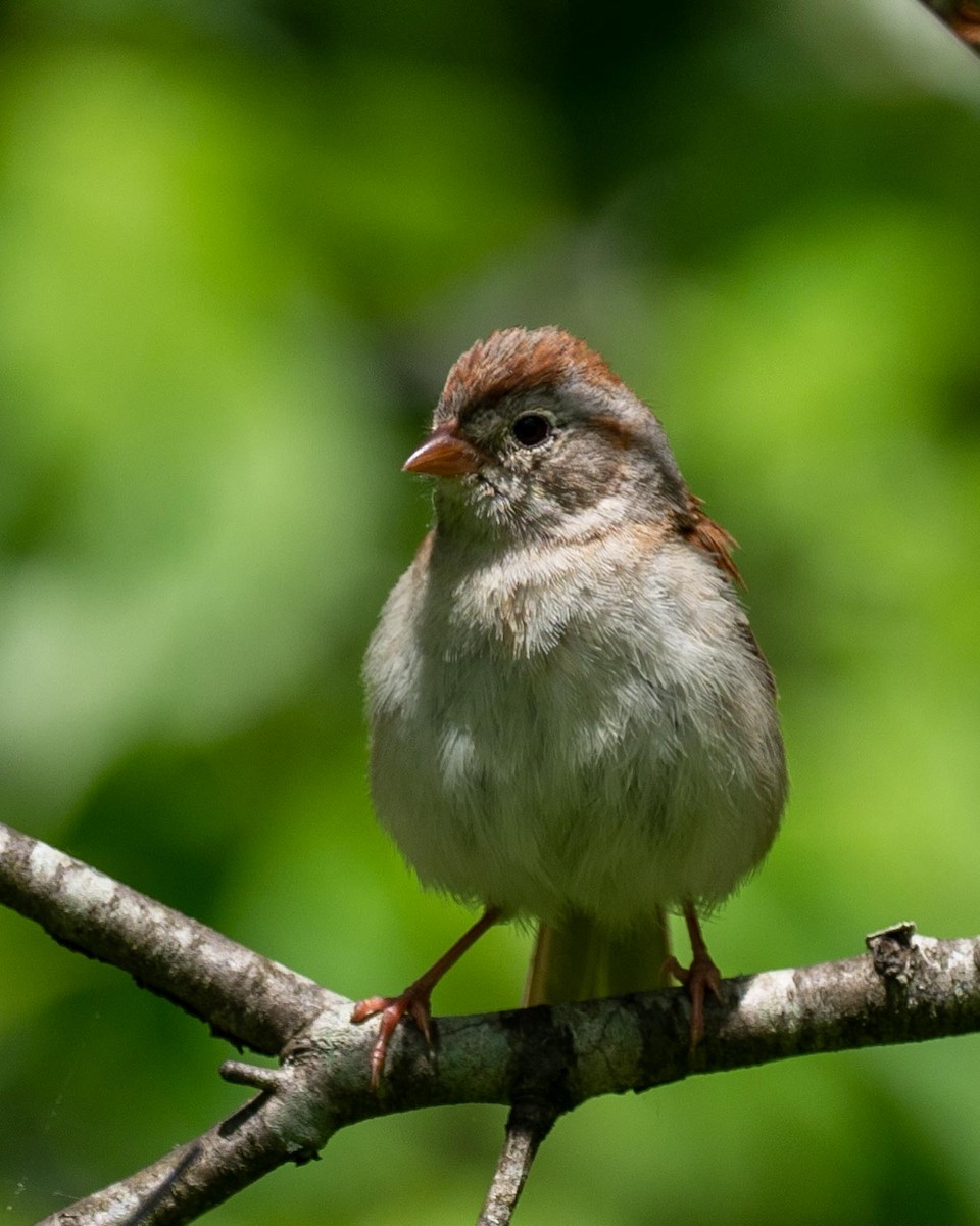Field Sparrow - ML240193161