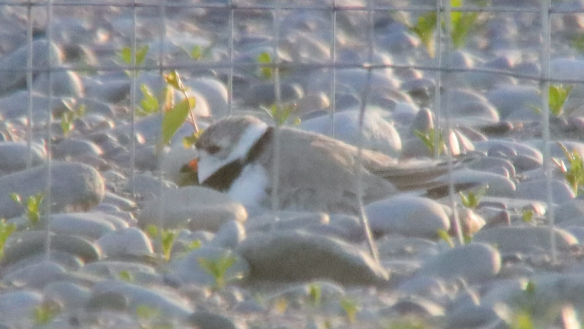 Piping Plover - ML240193281