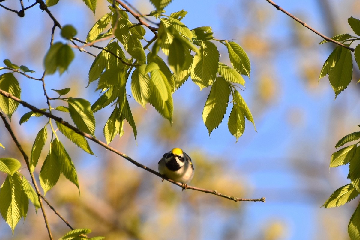 Golden-winged Warbler - irina shulgina