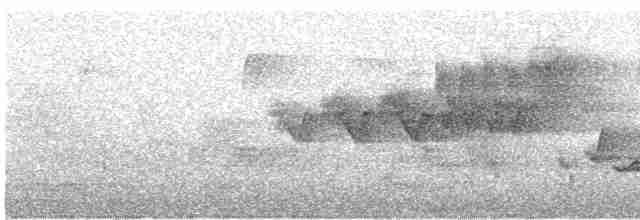 Cerulean Warbler - ML240196831
