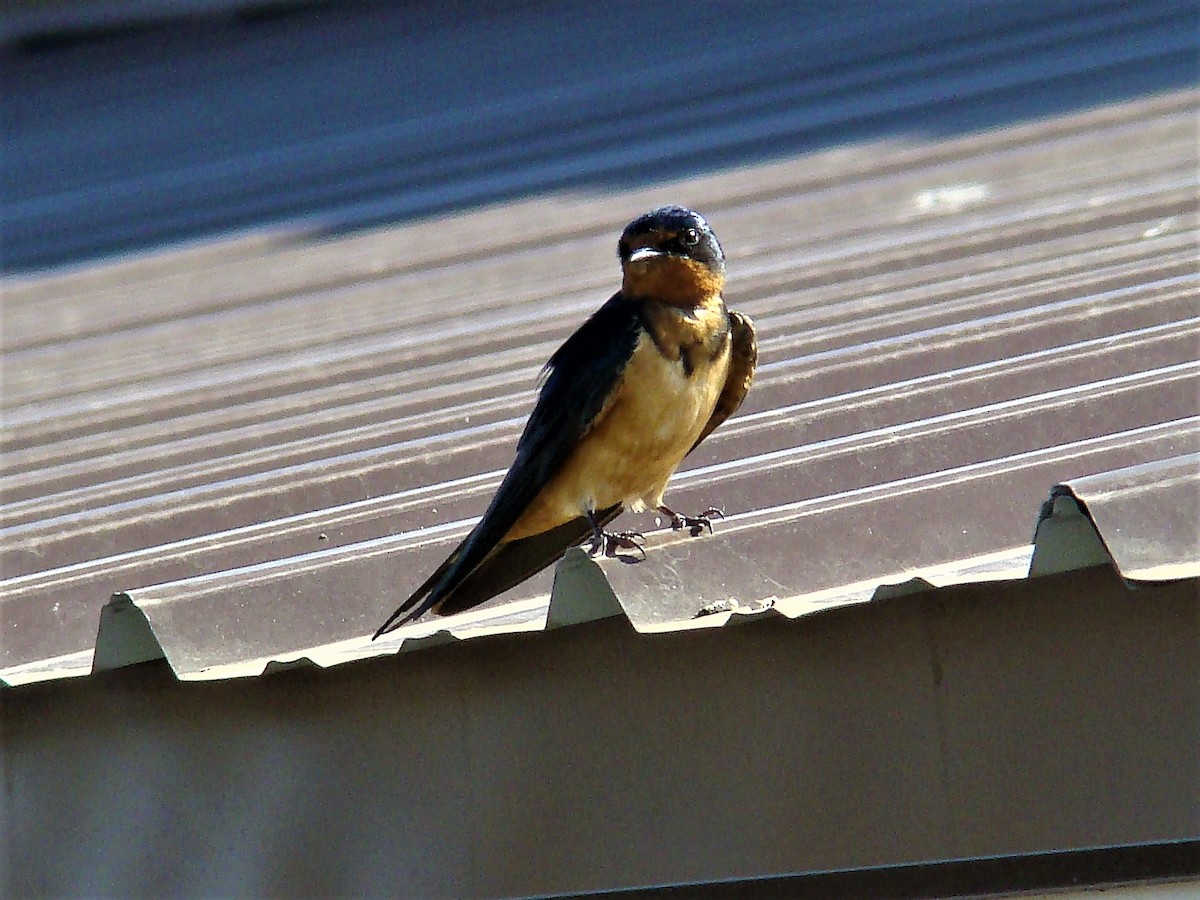 Barn Swallow - ML240197971