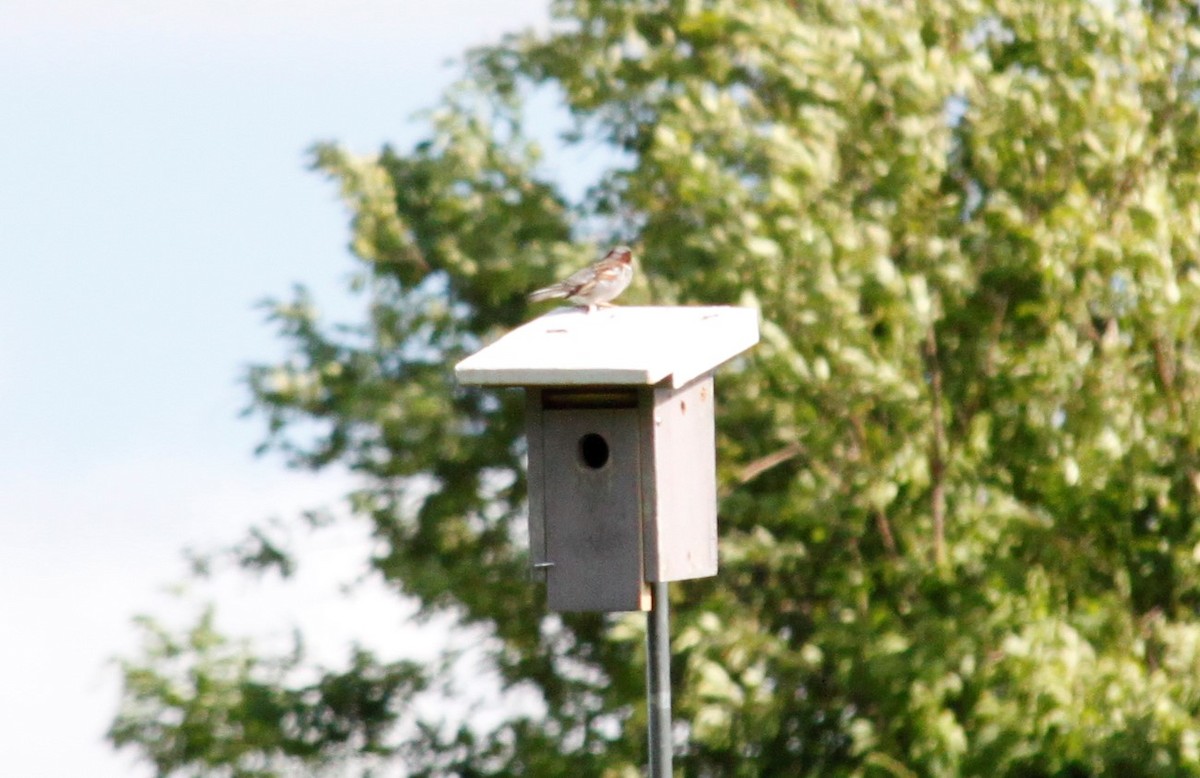 House Sparrow - ML240205891