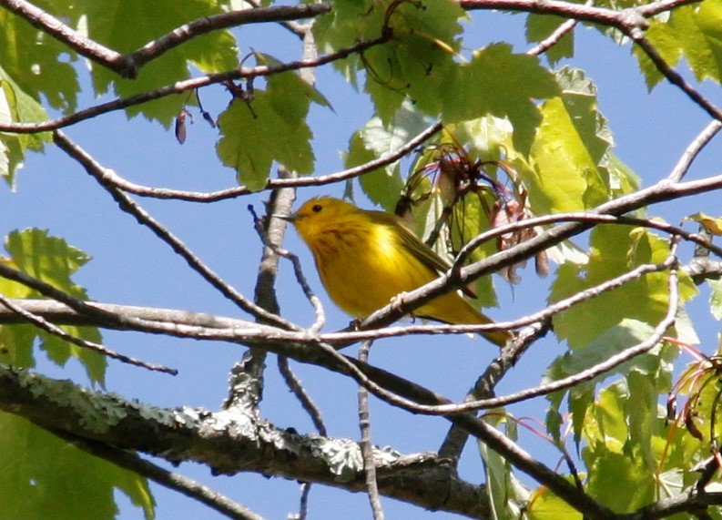 Yellow Warbler - ML240206361
