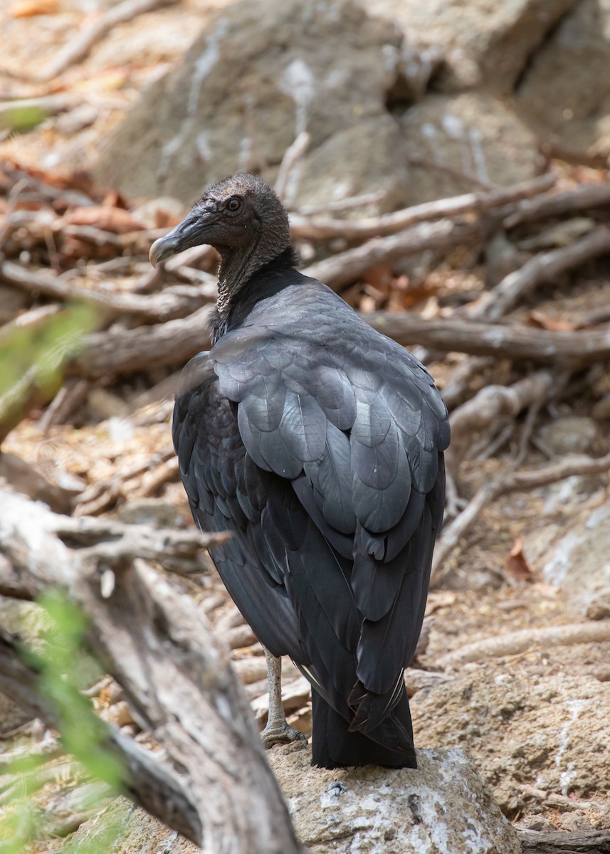 Black Vulture - Steve Schnoll