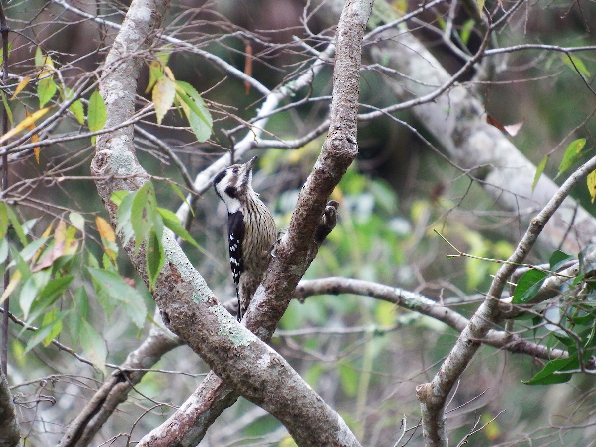 Gray-capped Pygmy Woodpecker - Chris Rurik