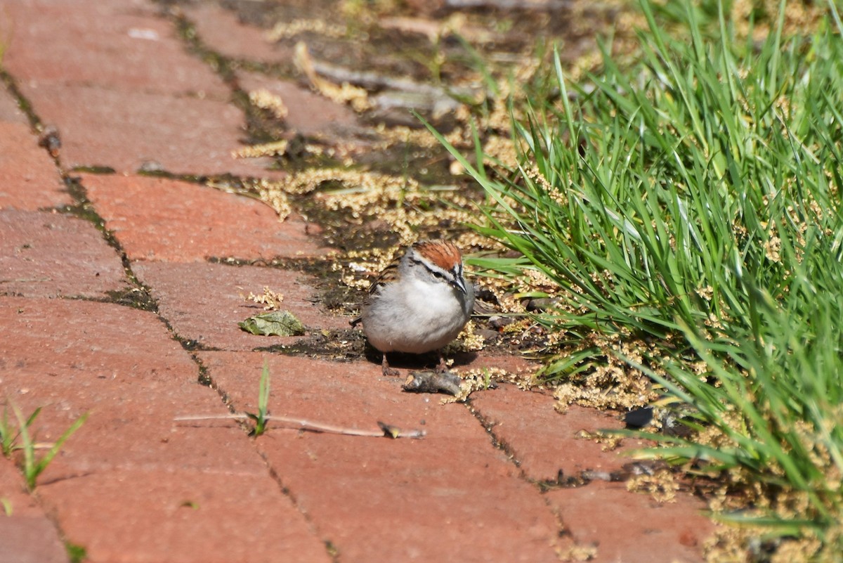 Chipping Sparrow - ML240218411