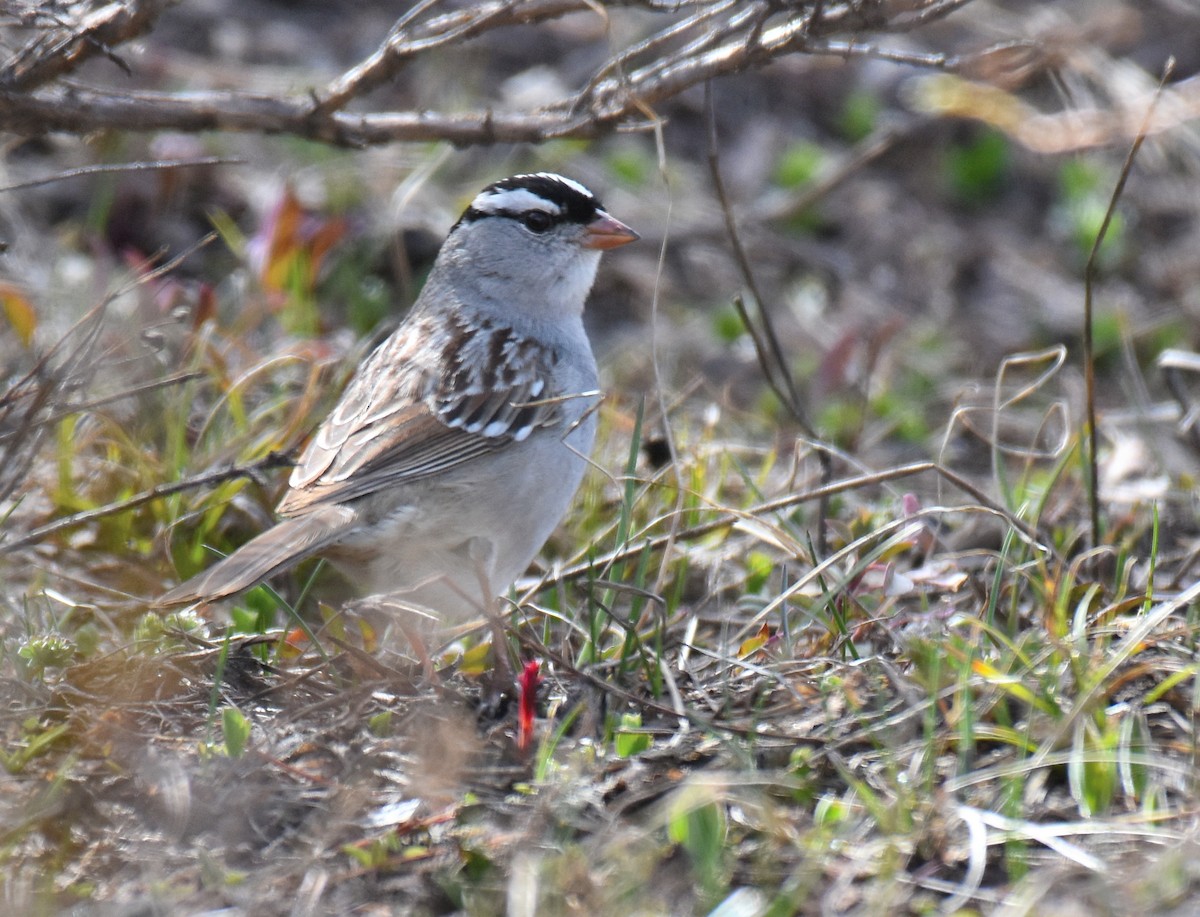 White-crowned Sparrow (oriantha) - ML240219151