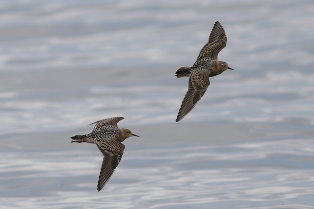 Possible confusion species: Buff-breasted Sandpiper (<em class="SciName notranslate">Calidris subruficollis</em>) - Buff-breasted Sandpiper - 