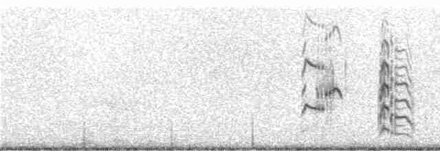 Kara Gagalı Sumru - ML240221