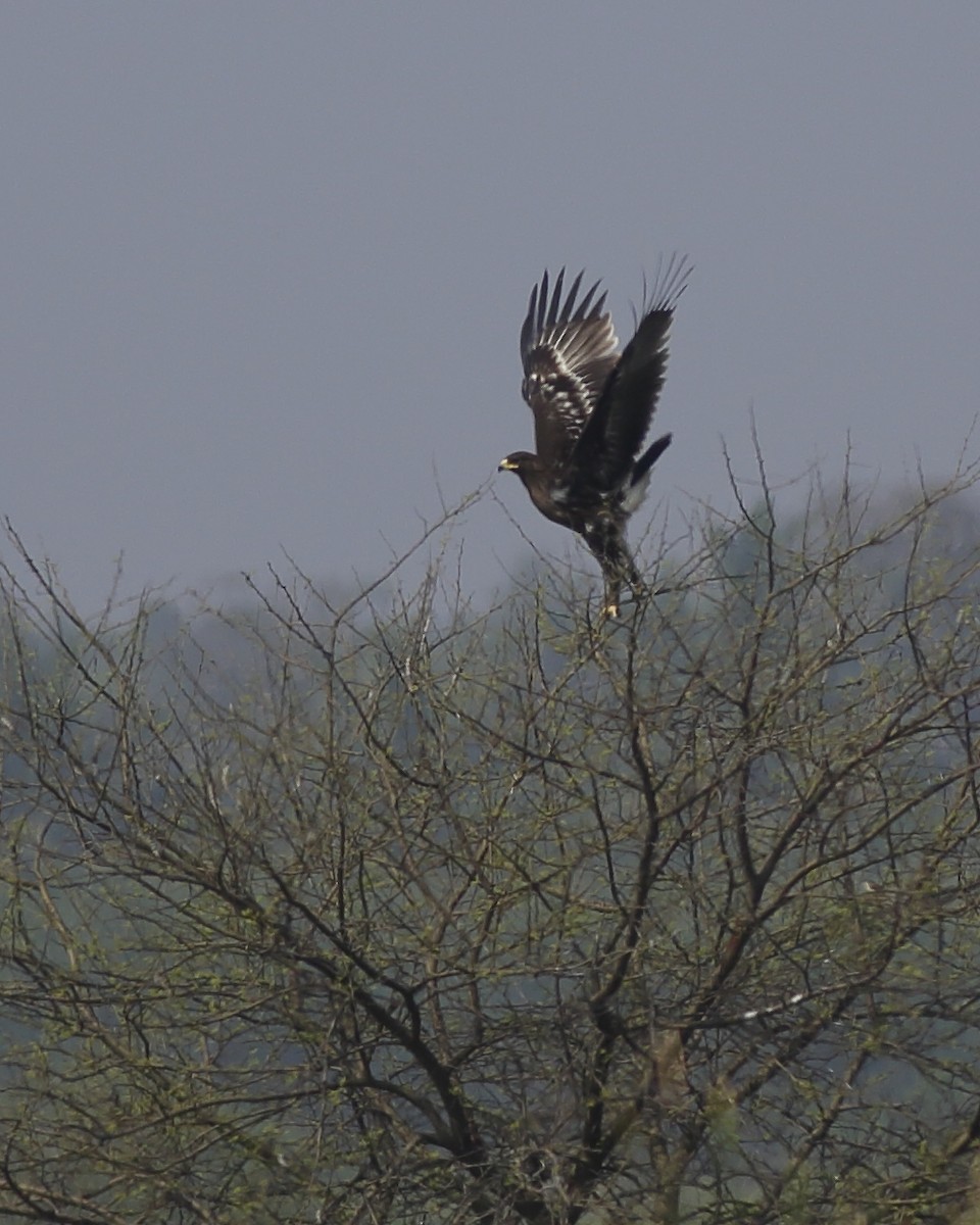 Greater Spotted Eagle - ML24022161