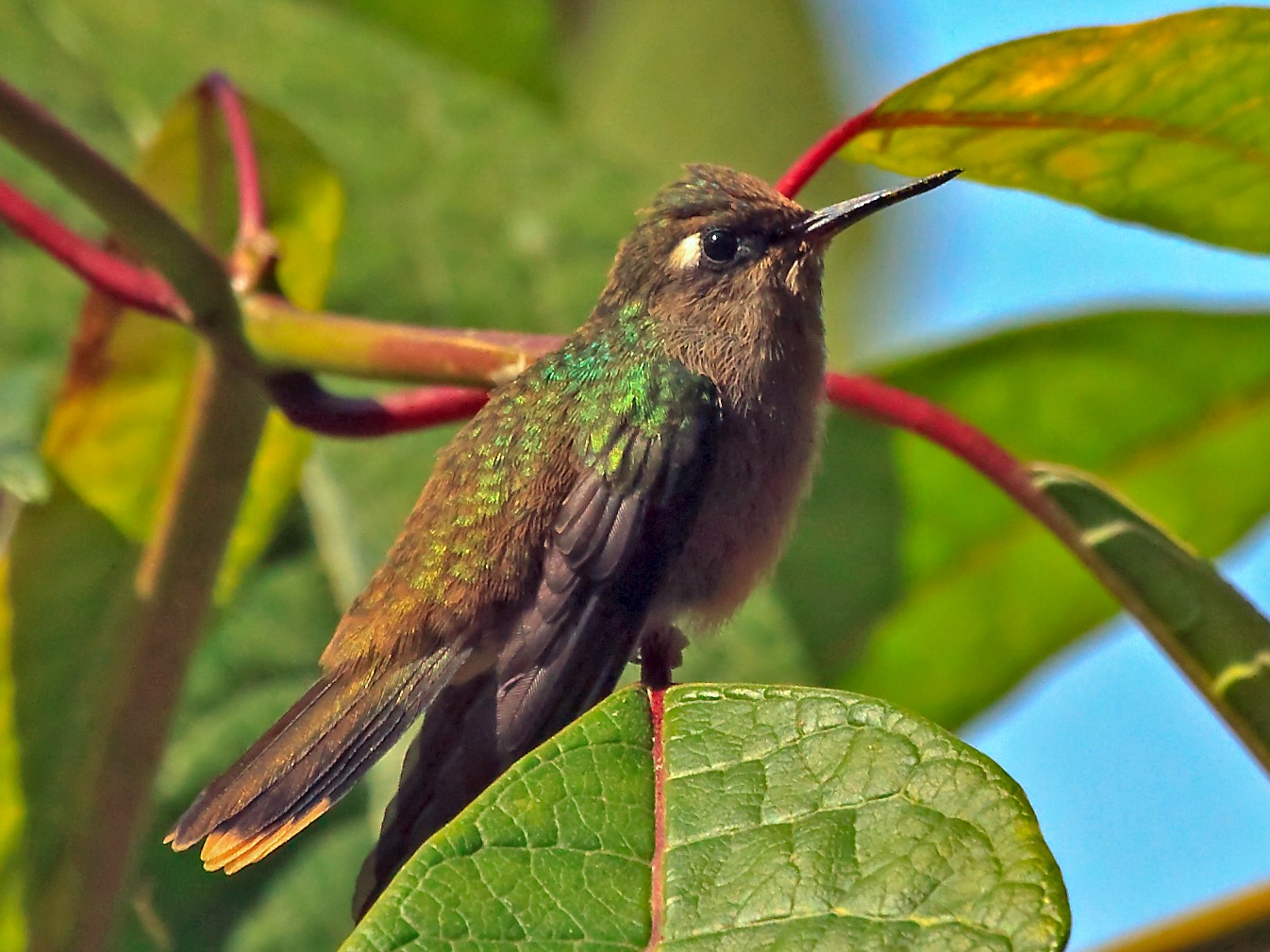 Colibrí Florido de Santa Marta - eBird