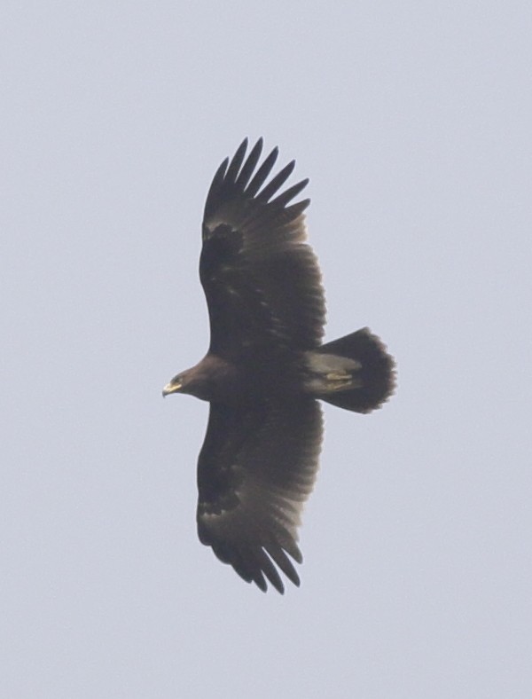 Greater Spotted Eagle - ML24022171