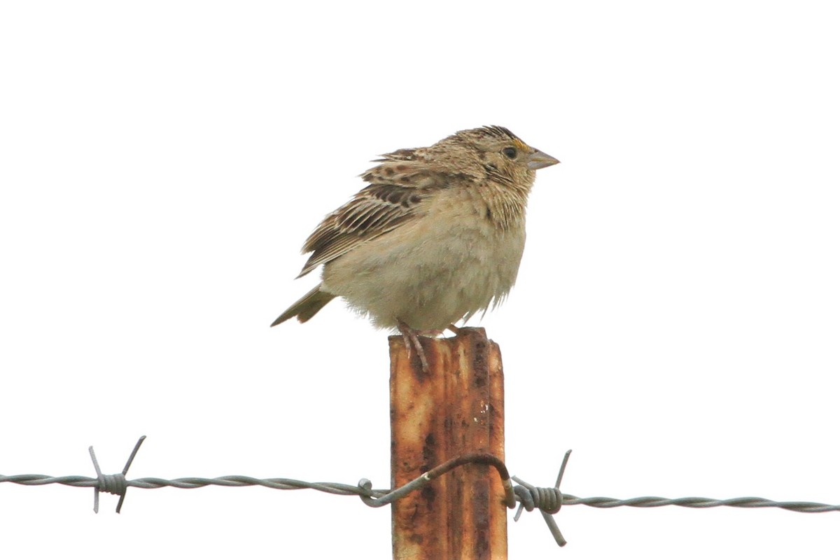 Grasshopper Sparrow - ML240222171