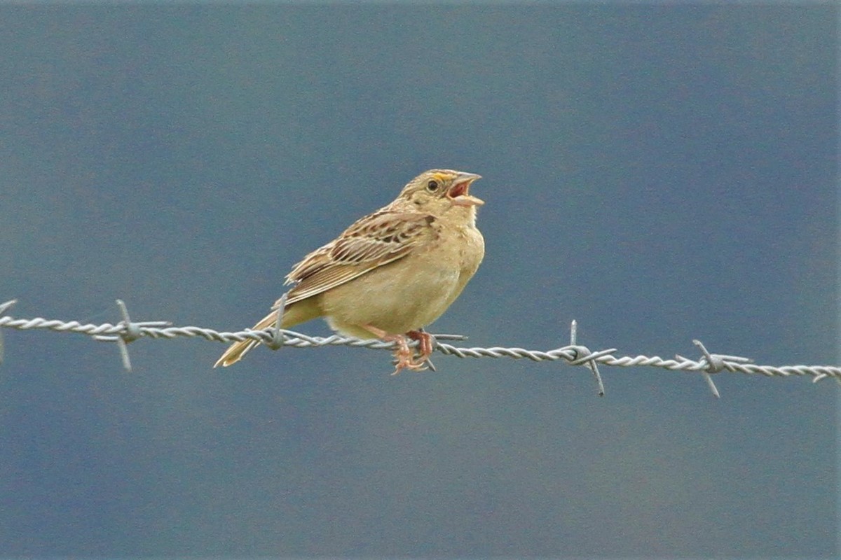 Grasshopper Sparrow - ML240222201