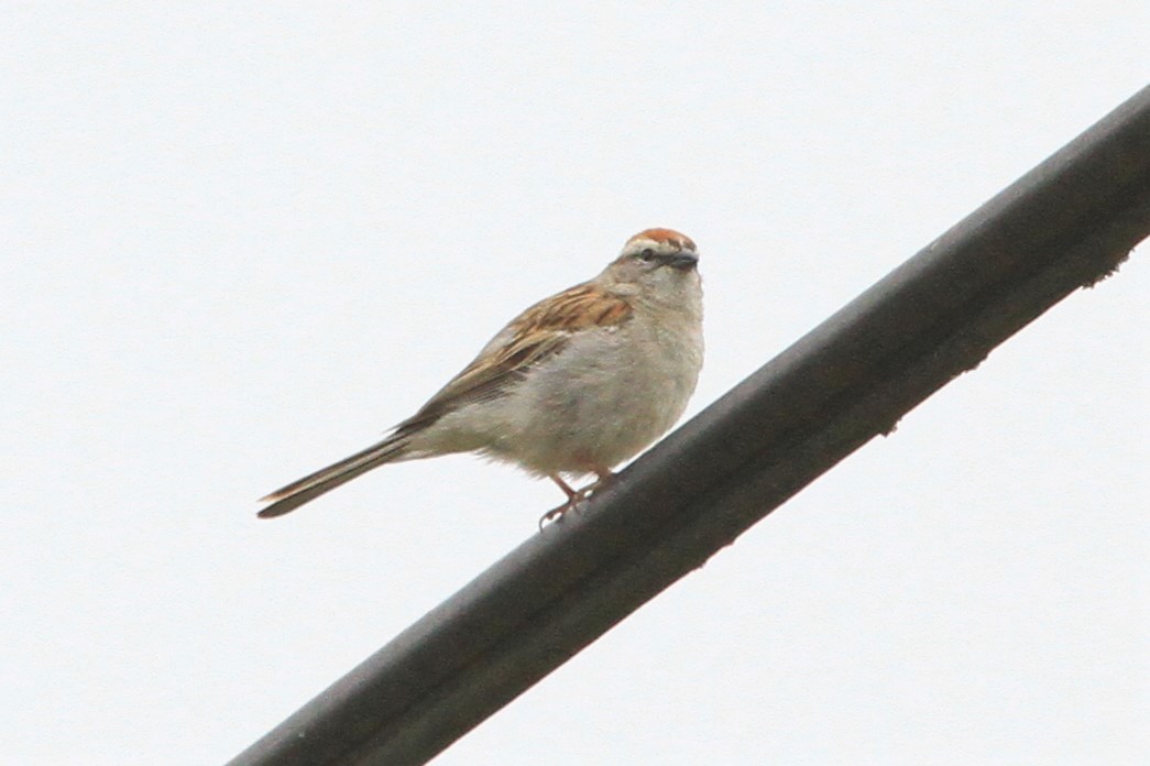 Chipping Sparrow - ML240222491