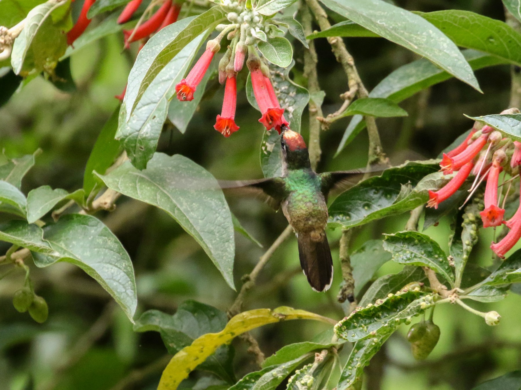 Tolima Blossomcrown - eBird