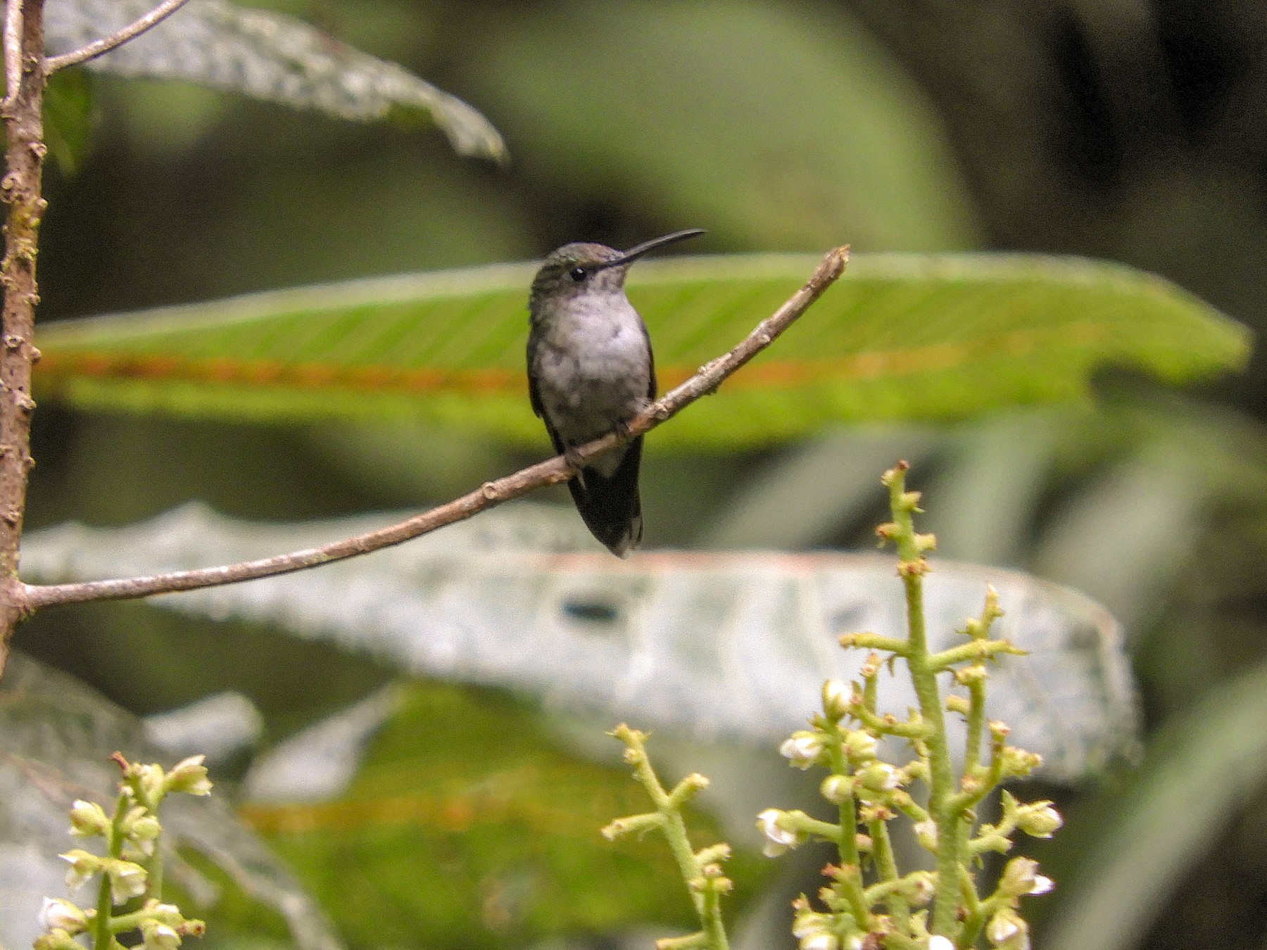 La langue du colibri