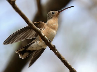 Buffy Hummingbird - eBird