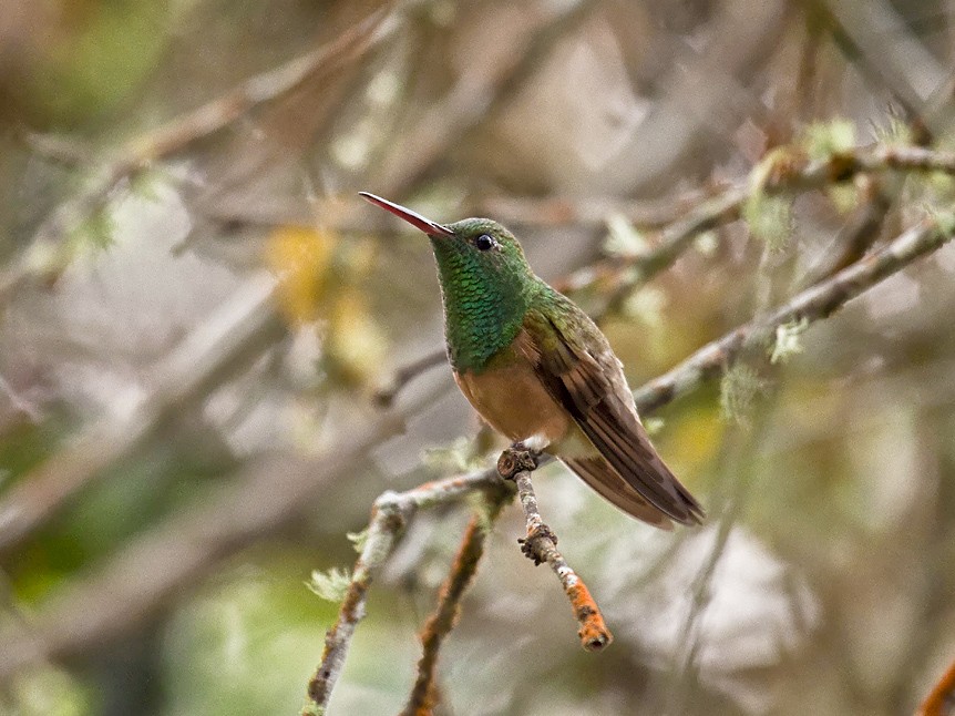 Chestnut-bellied Hummingbird - Dušan Brinkhuizen