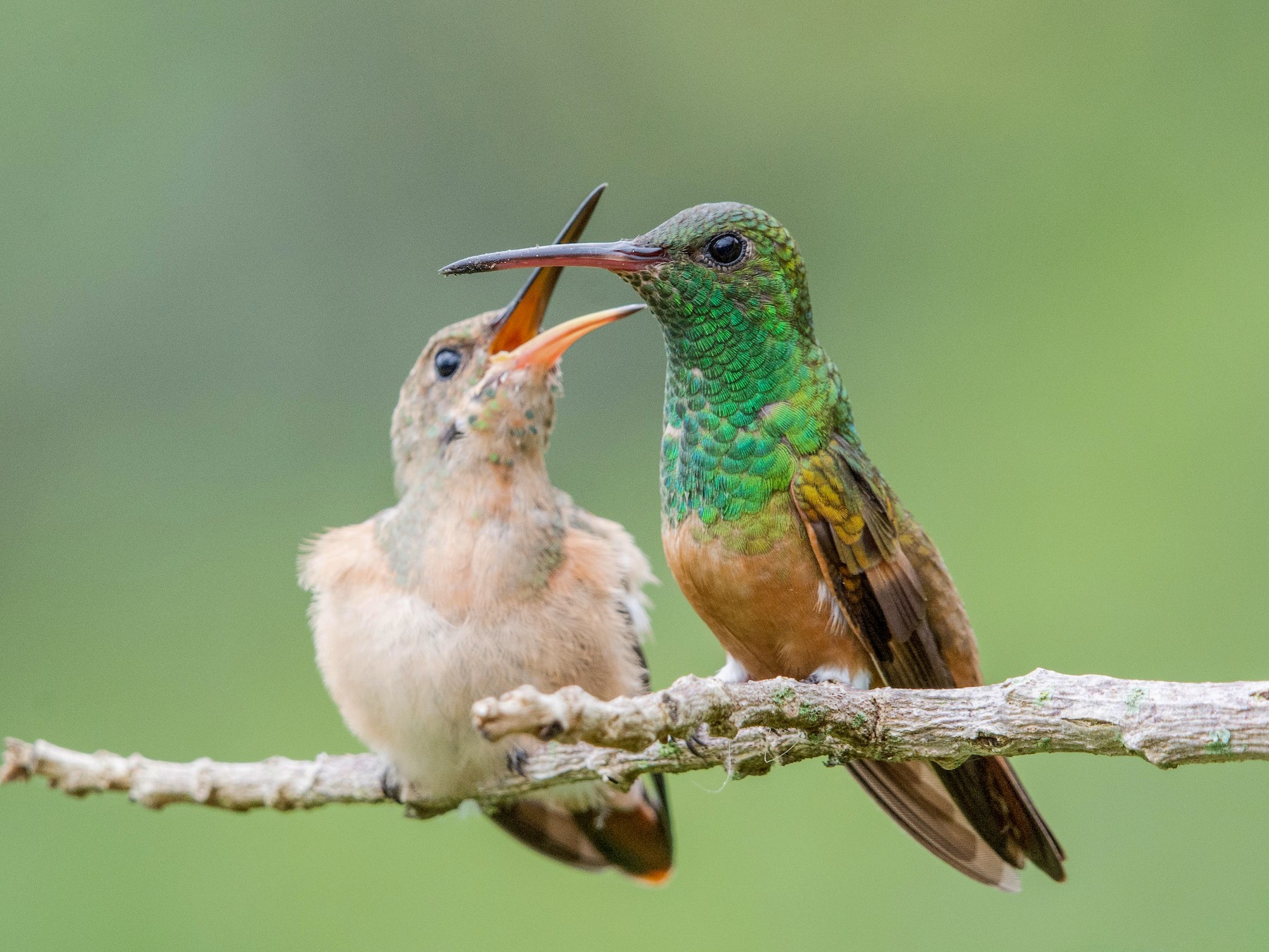 Chestnut-bellied Hummingbird - Fernando Cediel Nacumero Birding