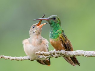 Adult and juvenile - Fernando Cediel Nacumero Birding - ML240224051