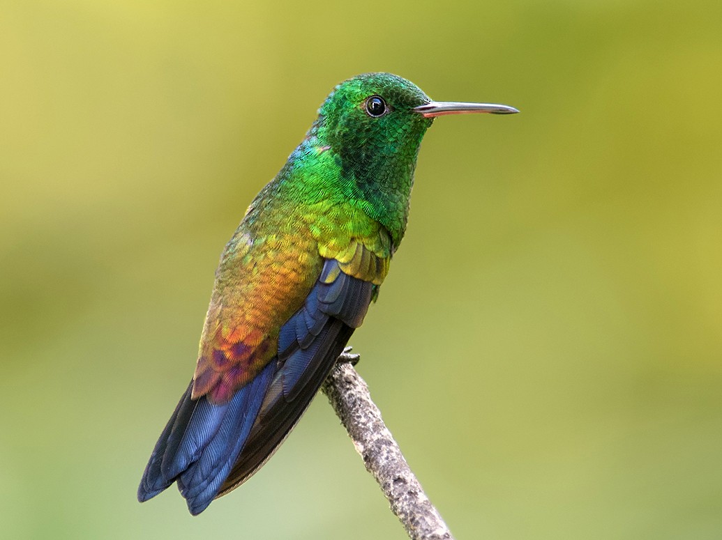 Copper-rumped Hummingbird - Ray Robles