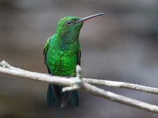 Copper-rumped Hummingbird - eBird