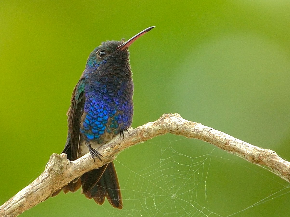 Sapphire-bellied Hummingbird - Neil Diaz
