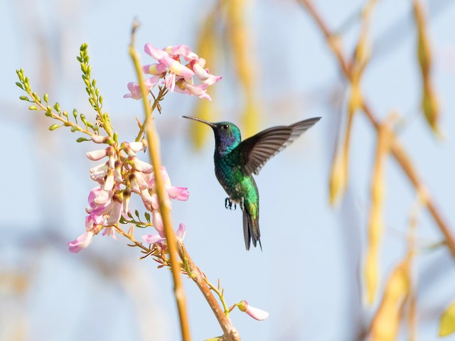  - Sapphire-bellied Hummingbird - 