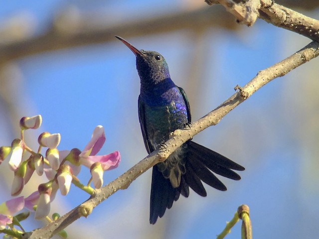  - Sapphire-bellied Hummingbird - 