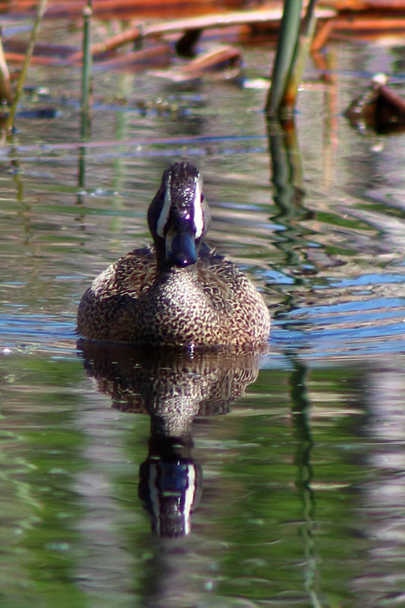 Blue-winged Teal - ML240227071