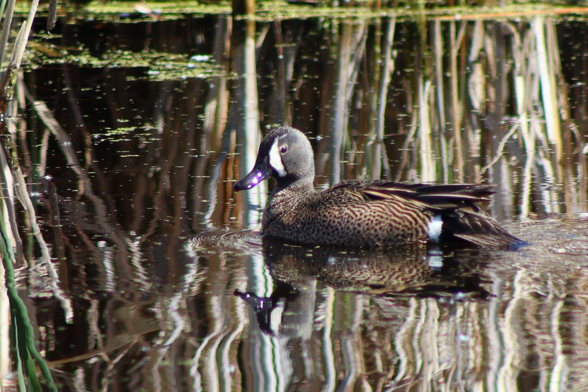 Blue-winged Teal - ML240227091