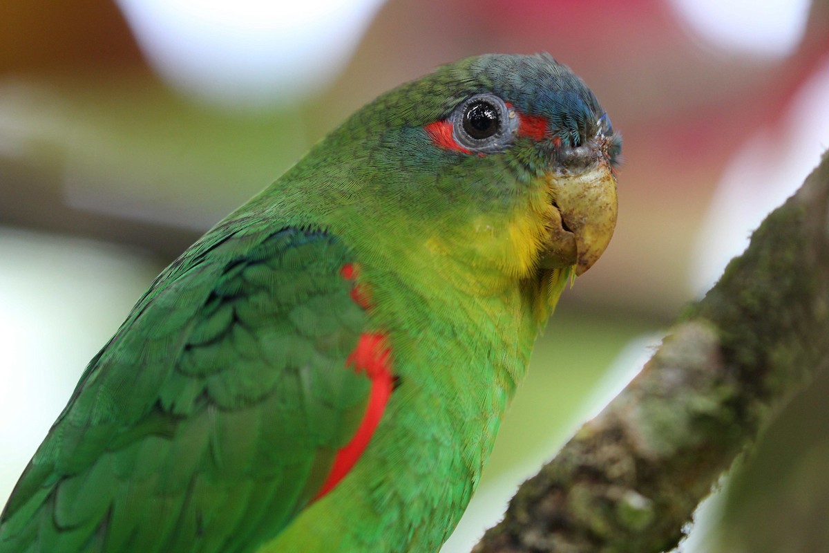Blue-fronted Parrotlet - William Adsett