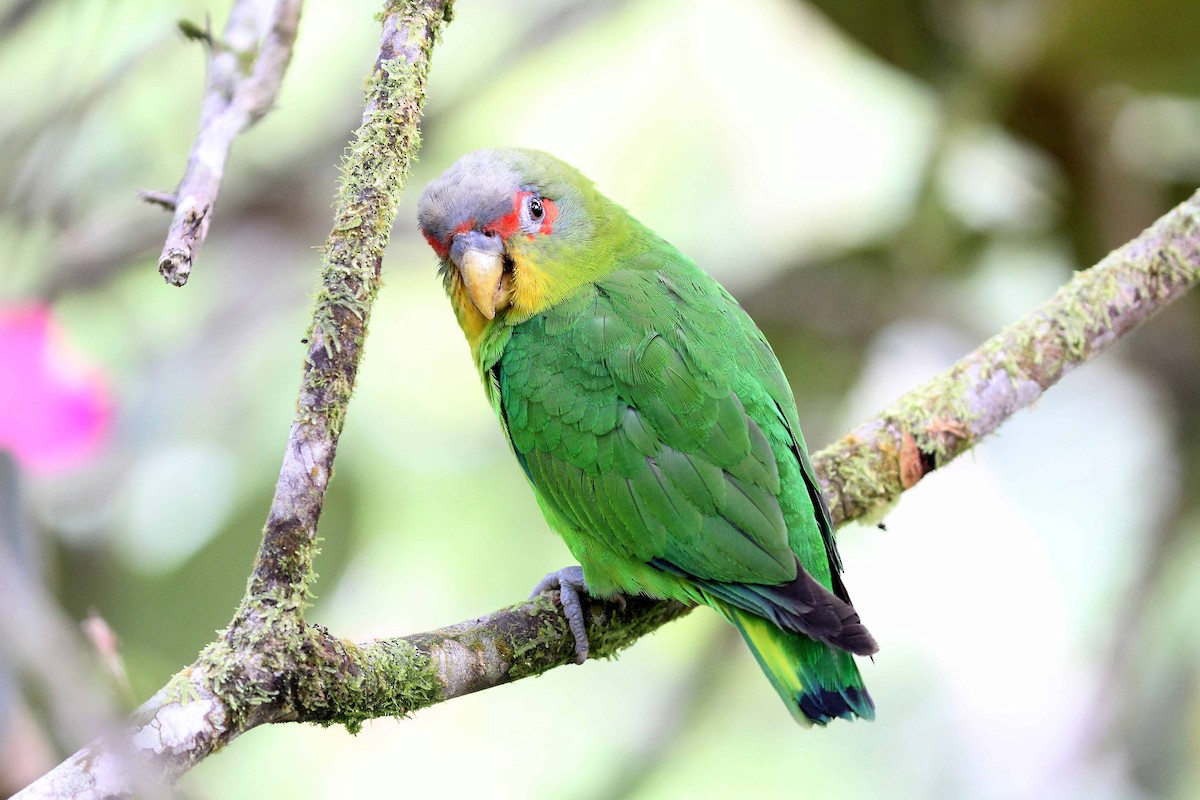 Blue-fronted Parrotlet - ML240228081