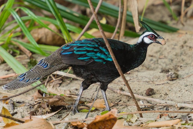 The Palawan Peacock-Pheasant : r/BackyardPoultry