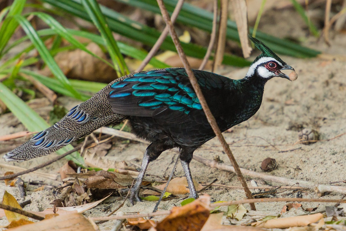 Palawan Peacock-Pheasant - ML24023081