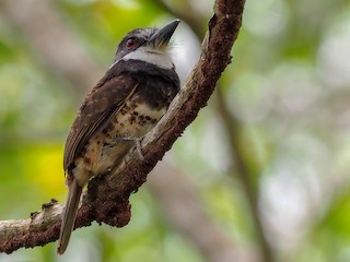  - Sooty-capped Puffbird