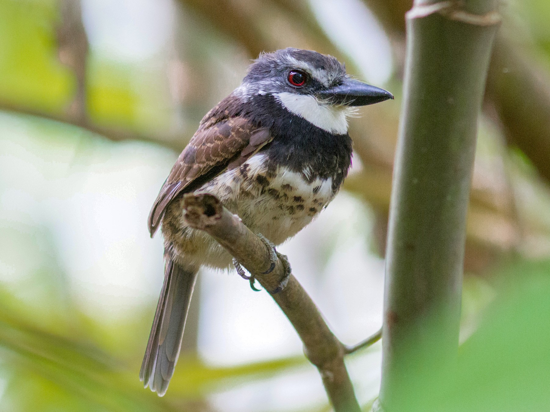 Sooty-capped Puffbird - Justyn Stahl