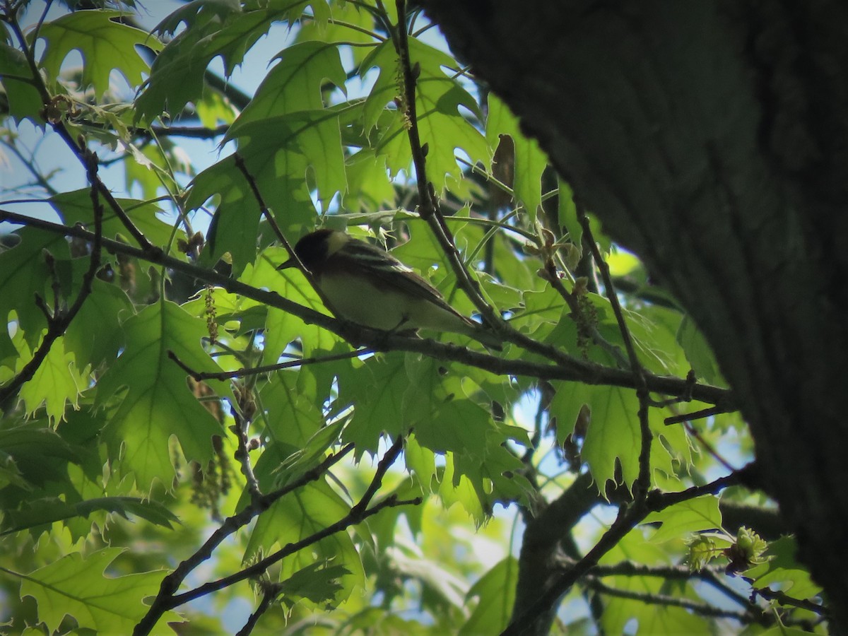 Bay-breasted Warbler - ML240233431
