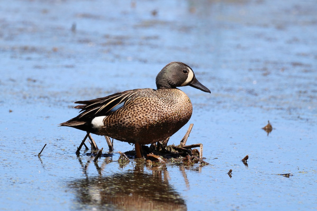 Blue-winged Teal - ML240235531