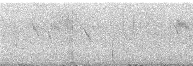 jespáček ploskozobý - ML240236