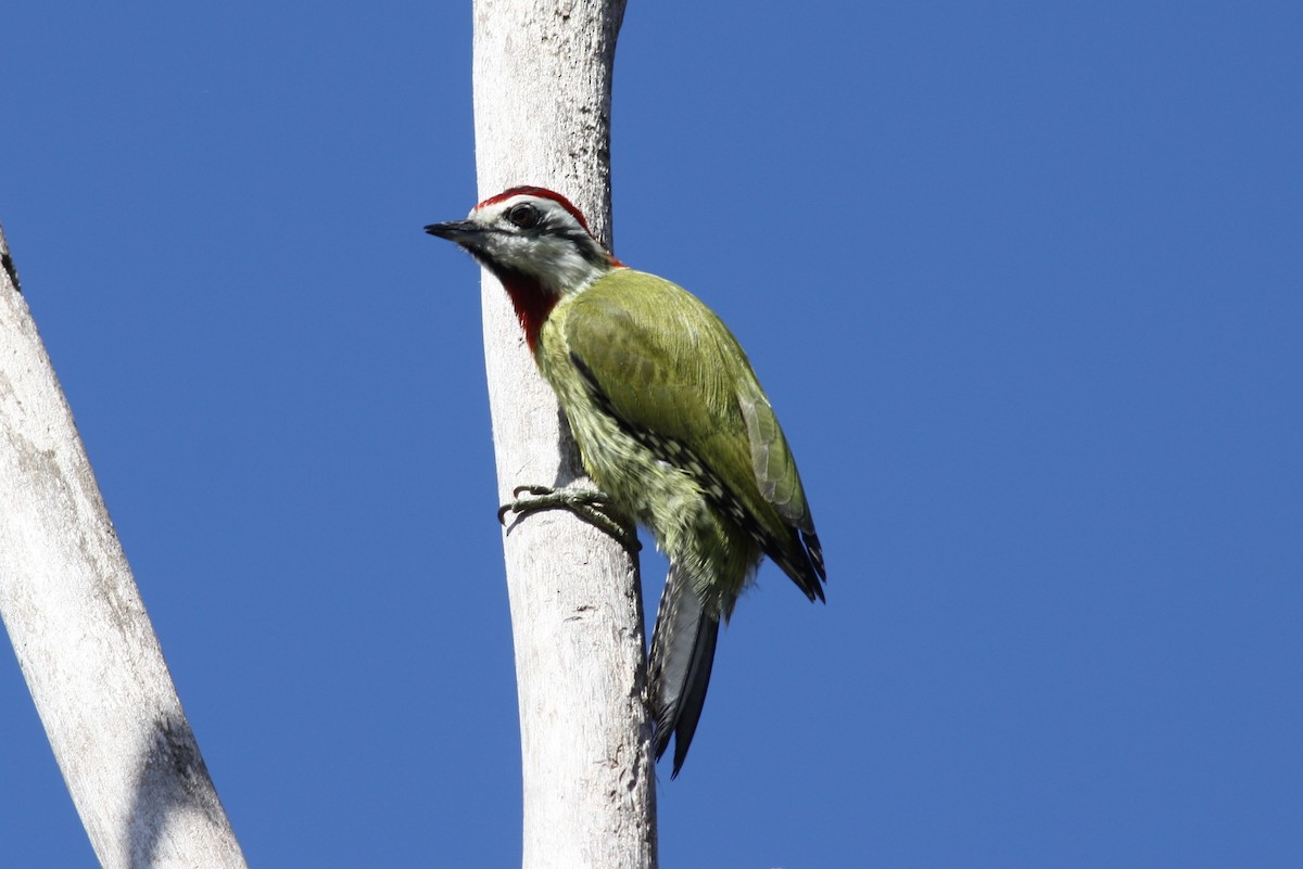 Cuban Green Woodpecker - george parker